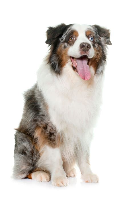 Premium Photo | Brown australian shepherd