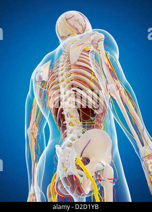 Computer Simulation Anatomy 的图像结果