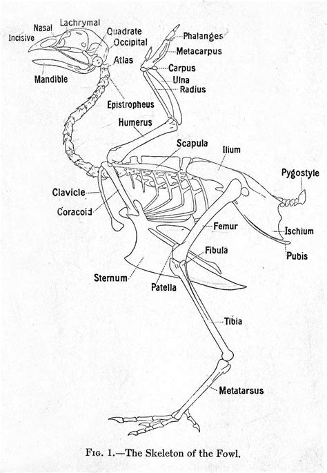 Chicken Bone Anatomy Diagram – Dissecting A Whole Chicken – ZYYYKY