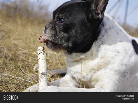 Image result for Working Cockapoo Gun Dog