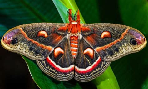 Moth is REALLY needy for you Background Vector Art Recipe Vector Recipe Vector Recipe Product