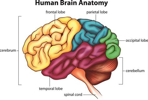 Bildergebnis für brain regions and functions
