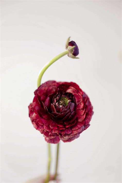 January Flower of the Month: Ranunculus | In Bloom Florist Blog - In ...