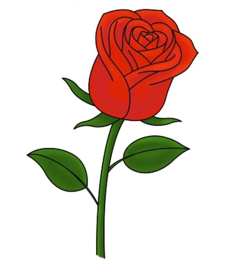 flower drawing rose