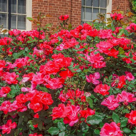 Knock Out Roses | Shrubs | Moon Valley Nurseries
