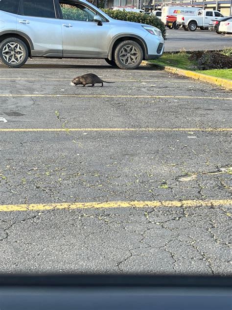 Spotted this bad boy in Coos Bay today. Chillin in the Fred Meyer ...