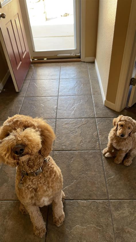 Sonny (older) and Brody (pup). Same mom and same dad. Exactly 11 months ...