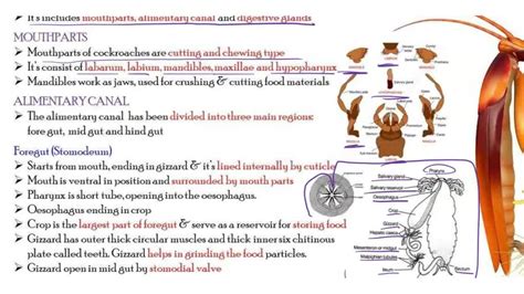 Image result for Digestive System of Cockroach