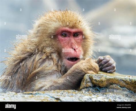 Japanese Macaque (Macaca fuscata), also know as Snow Monkey, in the hotspring at Jigokudani ...