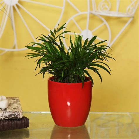 Exotic Green Indoor Air Purifying Chamaedorea Palm : Amazon.in: Home ...
