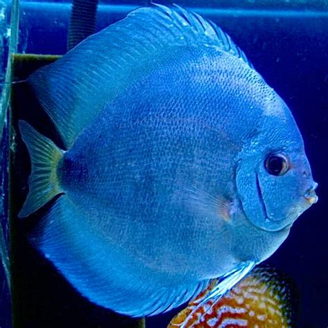 Image result for Discus Fish Shops