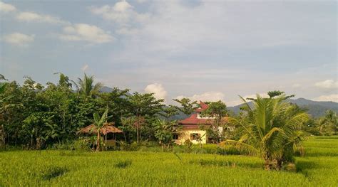 RUMAH PAPA HOMESTAY (Bukit Lawang, Sumatra) - Lodge Reviews & Photos ...