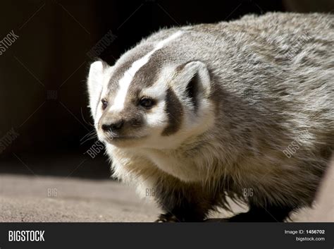 Wisconsin Badger Image & Photo (Free Trial) | Bigstock