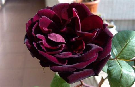路易十四玫瑰是什么品种 花语和传说_爱花网