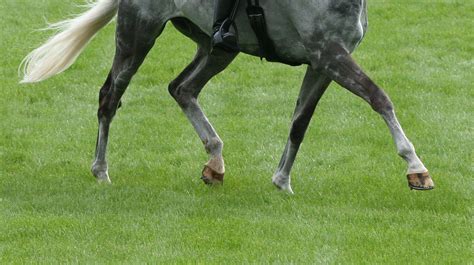 Gaits of the horse