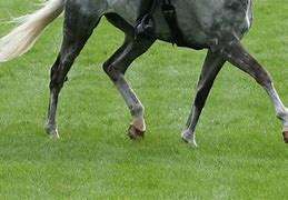 Image result for Gaits