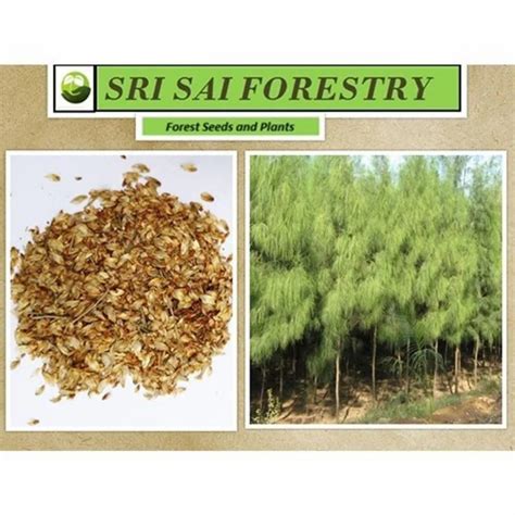 Sesbania Grandiflora Seeds Trader - Retailer from Chikkaballapur