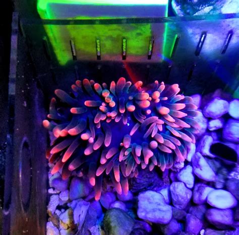 Florida - SOLD - [FOR SALE] BLACK WIDOW BUBBLE TIP ANEMONE - $200 OBO ...