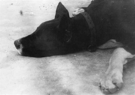 Camp Commandant Amon Goeth, infamous from the movie “Schindler’s List ...