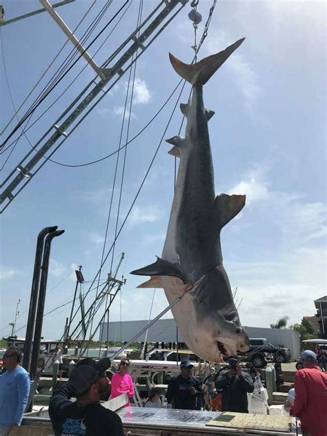 Largest Tiger Shark Ever Caught