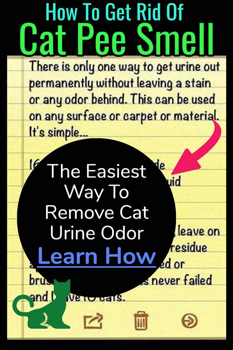 House STINK Like Cat Urine? How To Get RID of the SMELL In 4 Easy Steps ...
