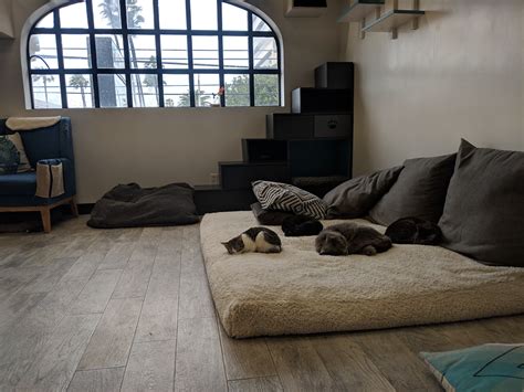 Cat Cafe Lounge - Los Angeles
