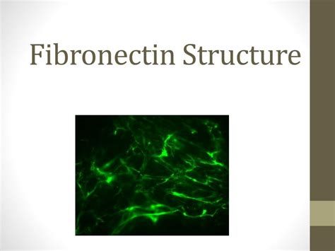 Image result for Fibronectin Medication