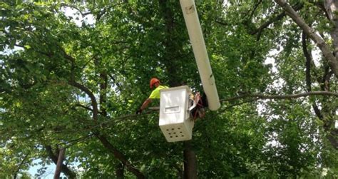 Image result for Tree Trimming Delaware