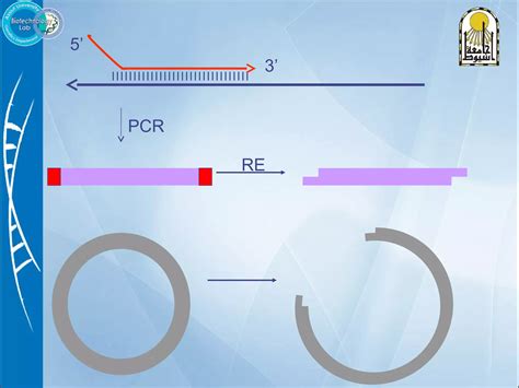 Primer Design Step by Step 的图像结果