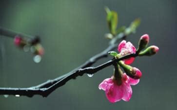 雨水•诗节丨春雨至，万物生！等一片春暖花开-河北频道-长城网