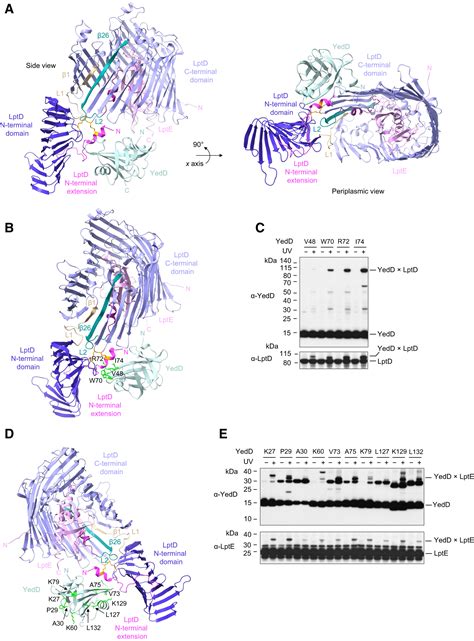 Optimal functioning of the Lpt bridge depends on a ternary complex ...