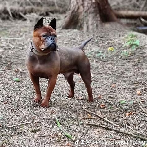 Chinese Chongqing Dog