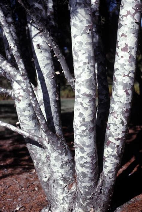 Pinus bungeana 'Silver Ghost' - Silver Ghost lacebark pine | The Dawes ...