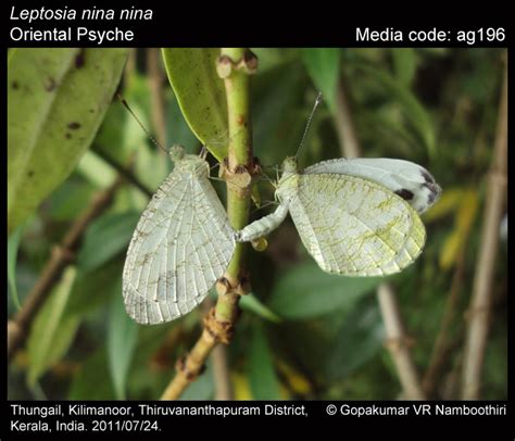 Leptosia nina | Butterfly