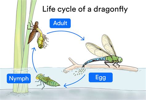 The life cycle of a dragonfly