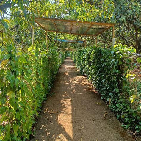 DIRGHAYU FARMS AGRI RESORT PVT. LTD. (Shahapur) - Guesthouse Reviews ...