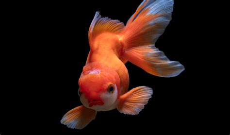 How Animals See Color 的图像结果