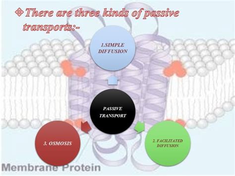 Image result for Cell Membrane Structure and Function