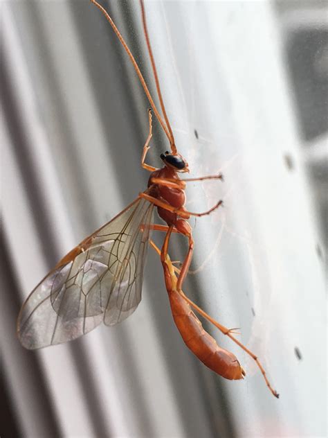 Red Flying Bug? Ontario,Canada : r/whatsthisbug