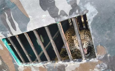 Leopard that was on rampage in Raichur captured by Forest officials