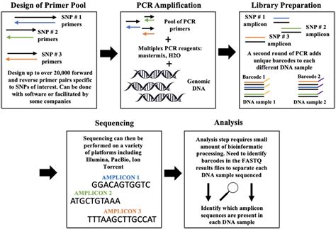 Agrigenomic Diversity Unleashed: Current Single Nucleotide Polymorphism ...