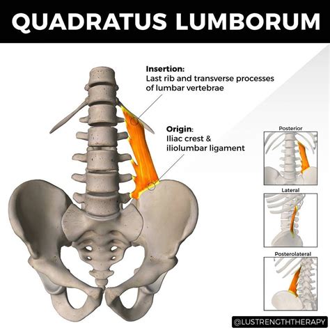 Deadlift Quadratus Lumborum at Kevin Davidson blog