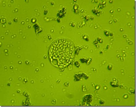 Image result for Reproduction of Chlorella