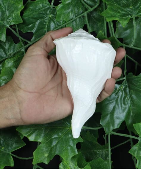 Buy ASHIRWAD Dakshinavarti Original Shankh Valampuri Sangu Right Handed ...