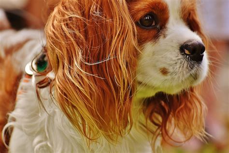 cavalier-king-charles-spaniel-blenheim-fs3 - I-Love-Cavaliers.com