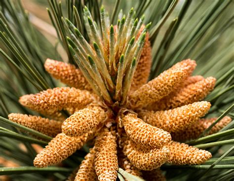Shooting Macro – Male Pine Cones & Lamb’s Ear | Wolf Song Blog