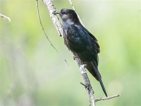 Black Cuckoo - Cuculus clamosus - Birds of the World