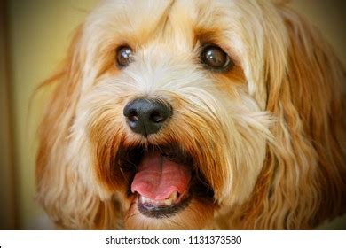 Image result for Cockapoo Tongue