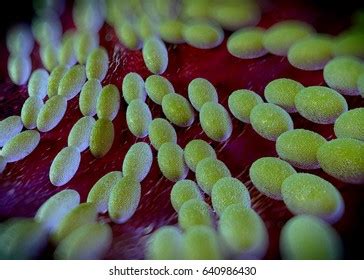 Acetobacter Isolation Process Image 的图像结果