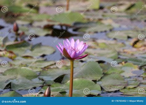 Lotus is the water plant stock photo. Image of water - 178703452